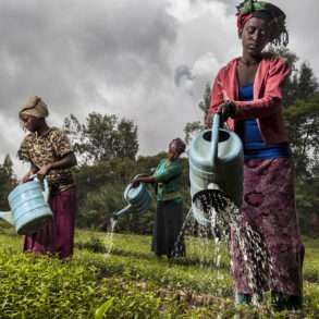 Brent Stirton : En Ethiopie les paysannes replantent des arbres pour reforester.