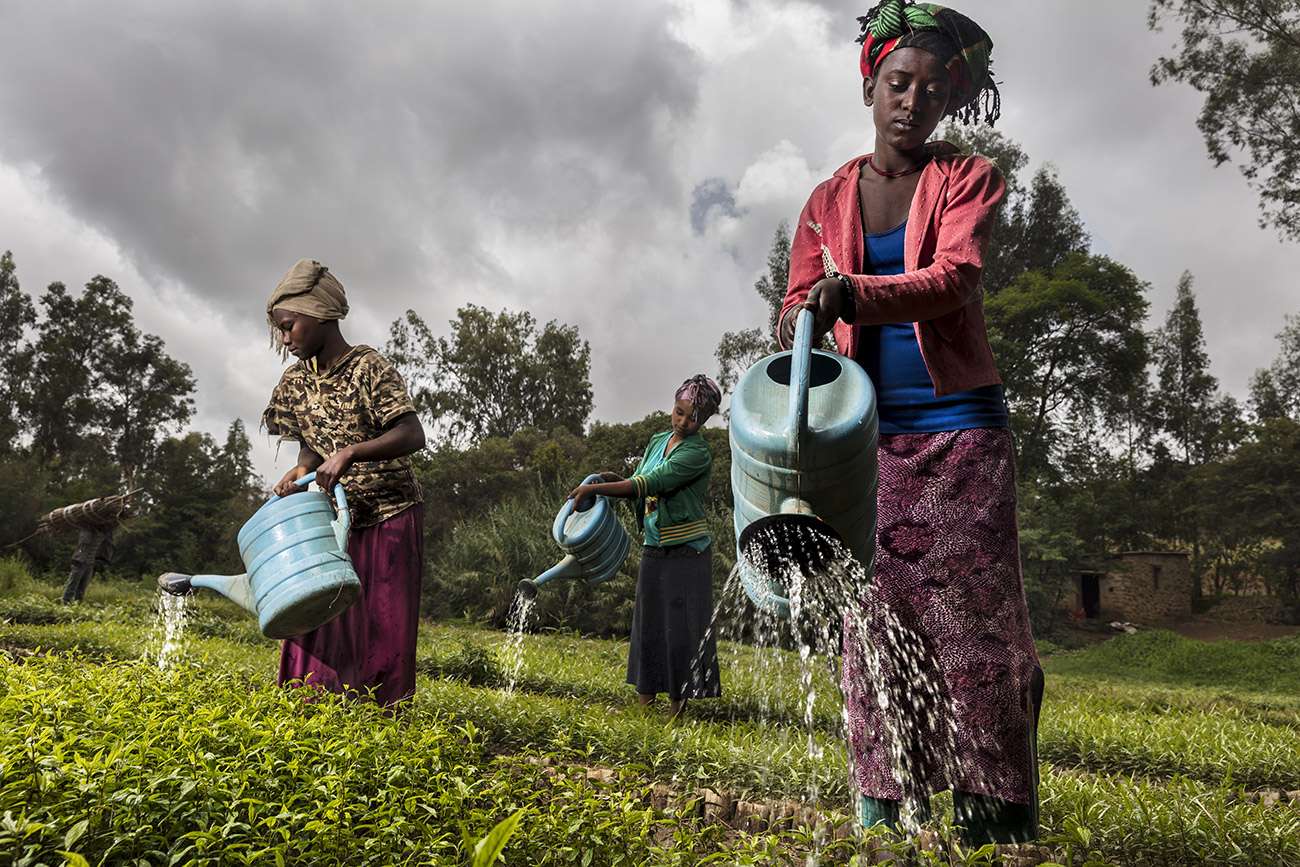 Brent Stirton, Committed to reforestation in Ethiopia