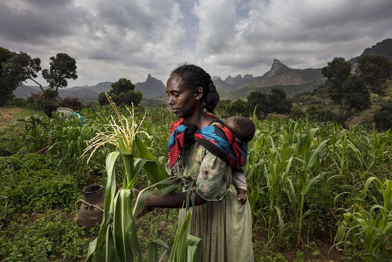 Letebrhame Haily, 24 ans,travaille dans un champjuste devant sa maisonavec Rozza, sa fille,accrochée à son dos.Letebhrame a fait desétudes en sciences mais,depuis que son village abénéficié de l’action deGreen Ethiopia, le sol estbeaucoup plus fertile et safamille peut vivre de sesrécoltes.