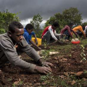 Brent Stirton : reconquête d’une zone forestière en Ethiopie.