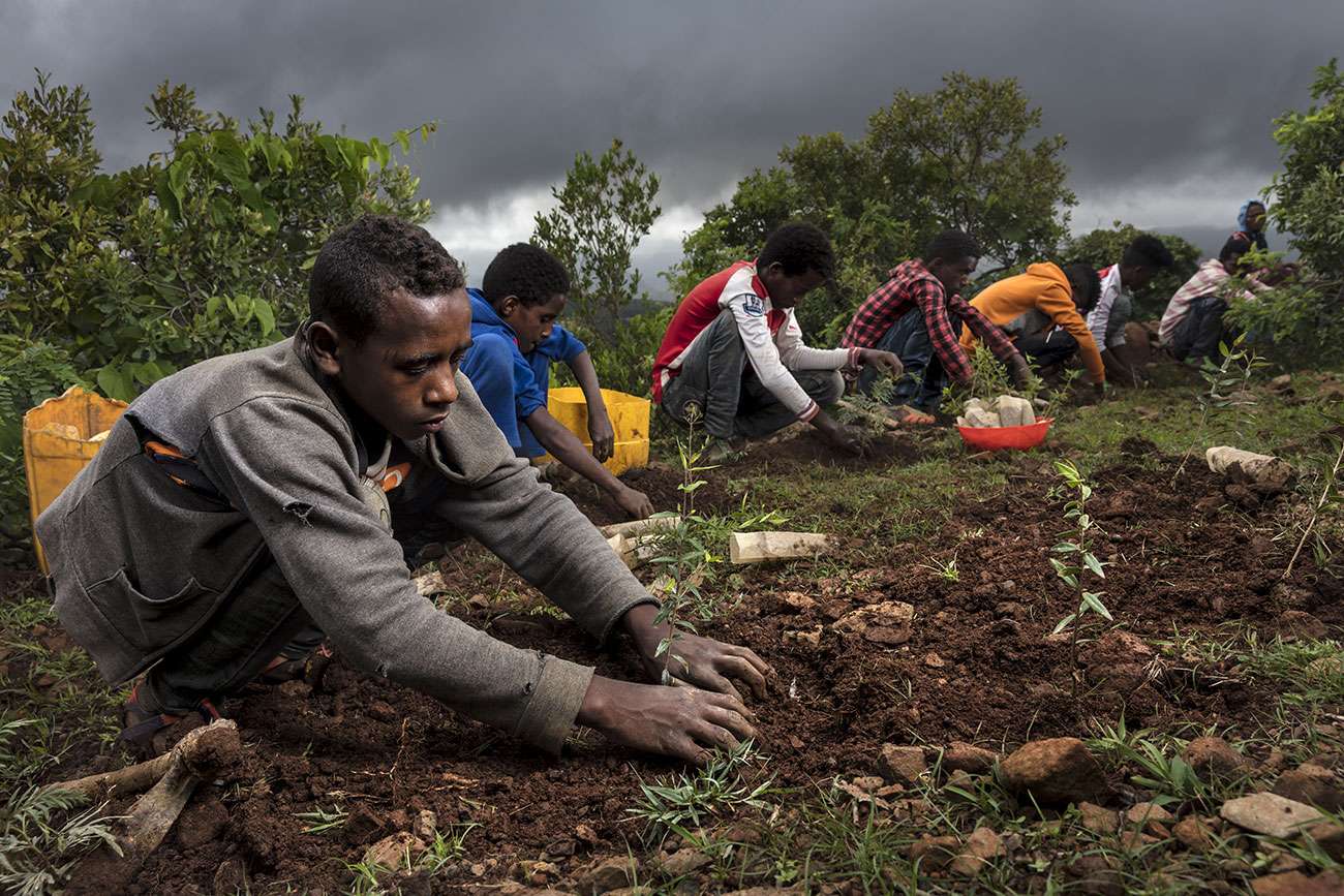 Il faut essayer d’espacer les plantsau maximum pour leur permettrede grandir correctement. Chaquepersonne plante environ 25 arbrespar jour lors de la saison des pluies.Il faudra 8 à 10 ans pour que ce site,à Wedikeshi, devienne enfin unezone forestière digne de ce nom.