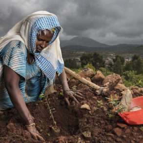 Brent Stirton : Les paysans et les paysannes replantent des arbres avec les mains en Ethiopie