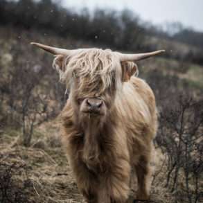 Phil Hatcher-Moore : Sylvie Monier lauréate Terre de Femmes et éleveuse de Highland et planteuse d’arbres en Auvergne.