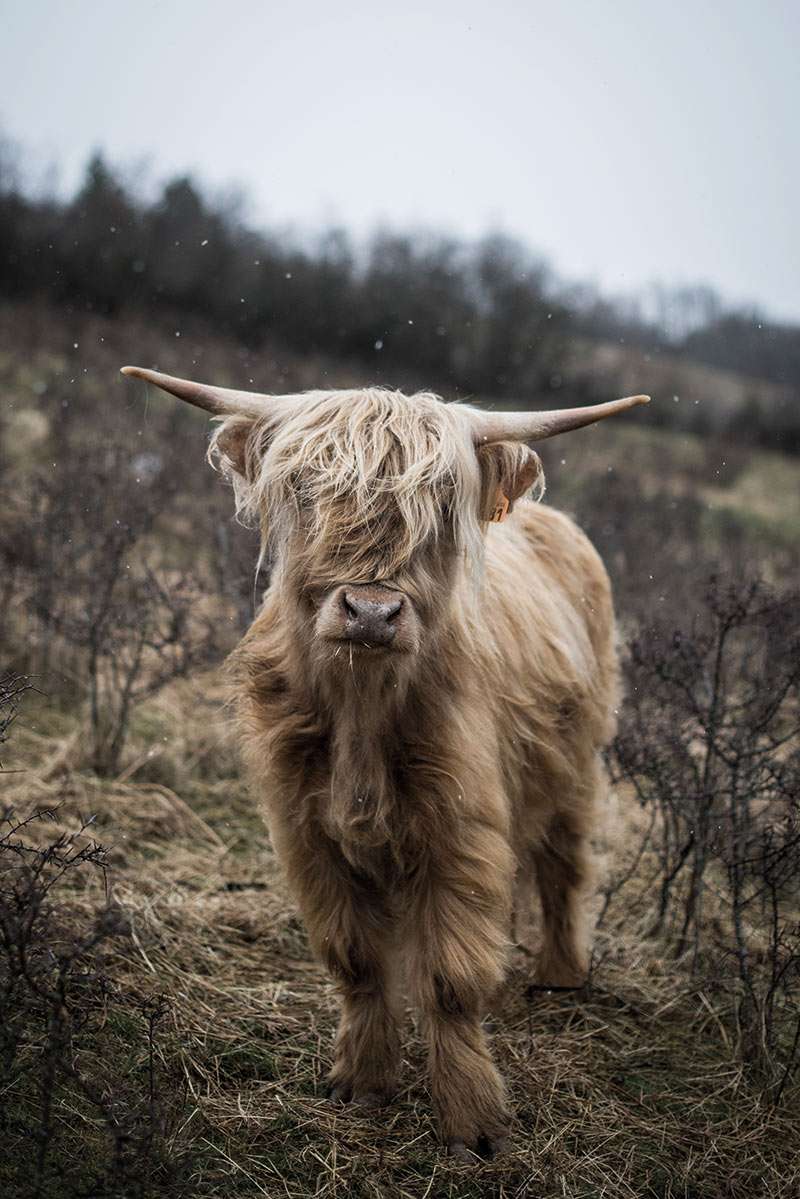 Lin is a Highland calf, a Scottish breed of cattle known for its flowing red coat. On her cattle farm in Ardes in the Auvergne region of France, Sylvie Monier, winner of the 2008 Terre de Femmes Yves Rocher Foundation Award, decided to focus exclusively on Highland cattle, a particularly hardy and versatile breed capable of adjusting to all kinds of terrains.