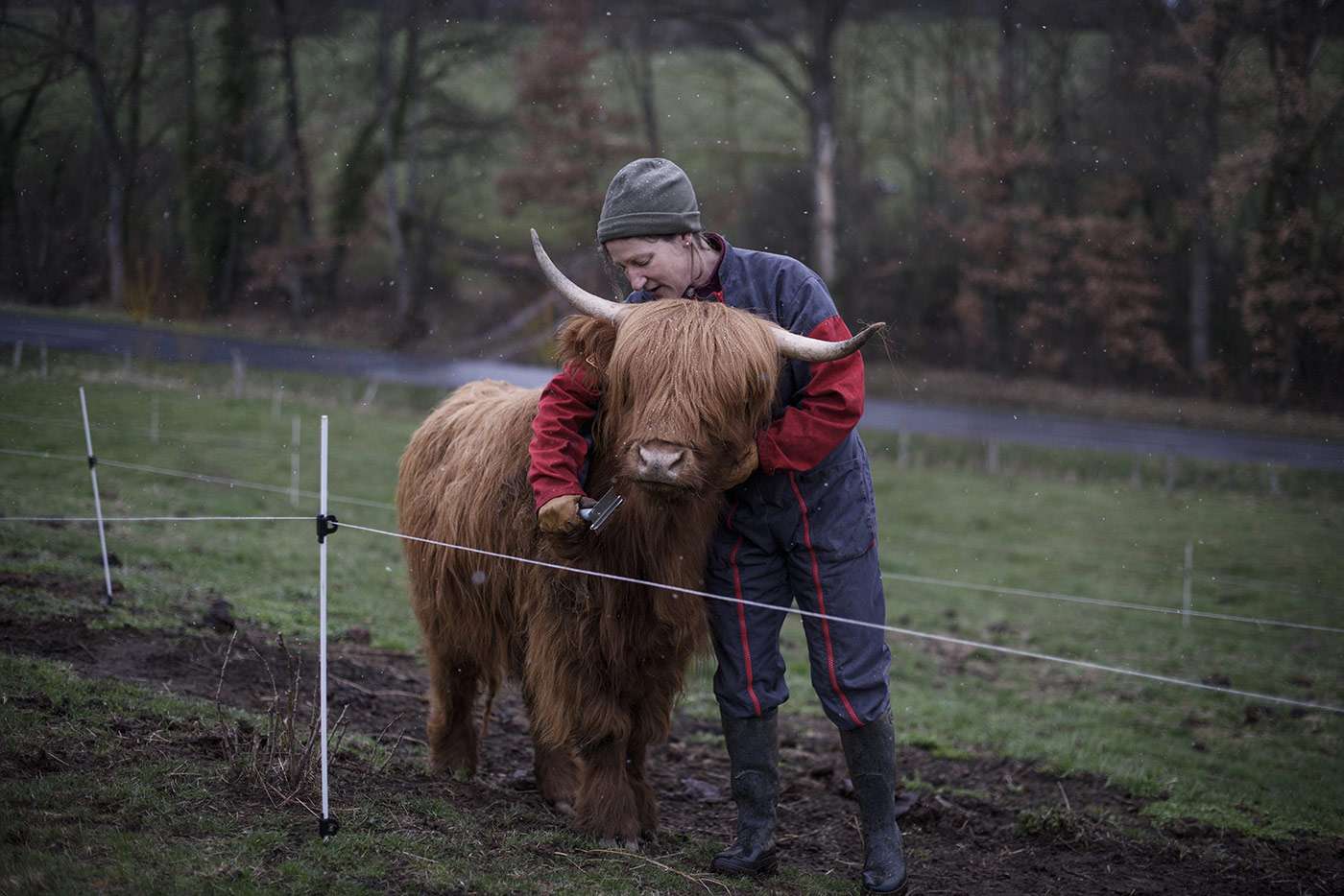 Sylvie and her partner Stéphane have a very deep and special bond with their animals. They have learnt to communicate with them, and have succeeded in establishing a real sense of trust. Their cows spend seven years in the fields before being sent to the slaughterhouse.