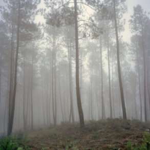 Juan Manuel Castro Prieto Portugal exploitation intensive pins eucalyptus