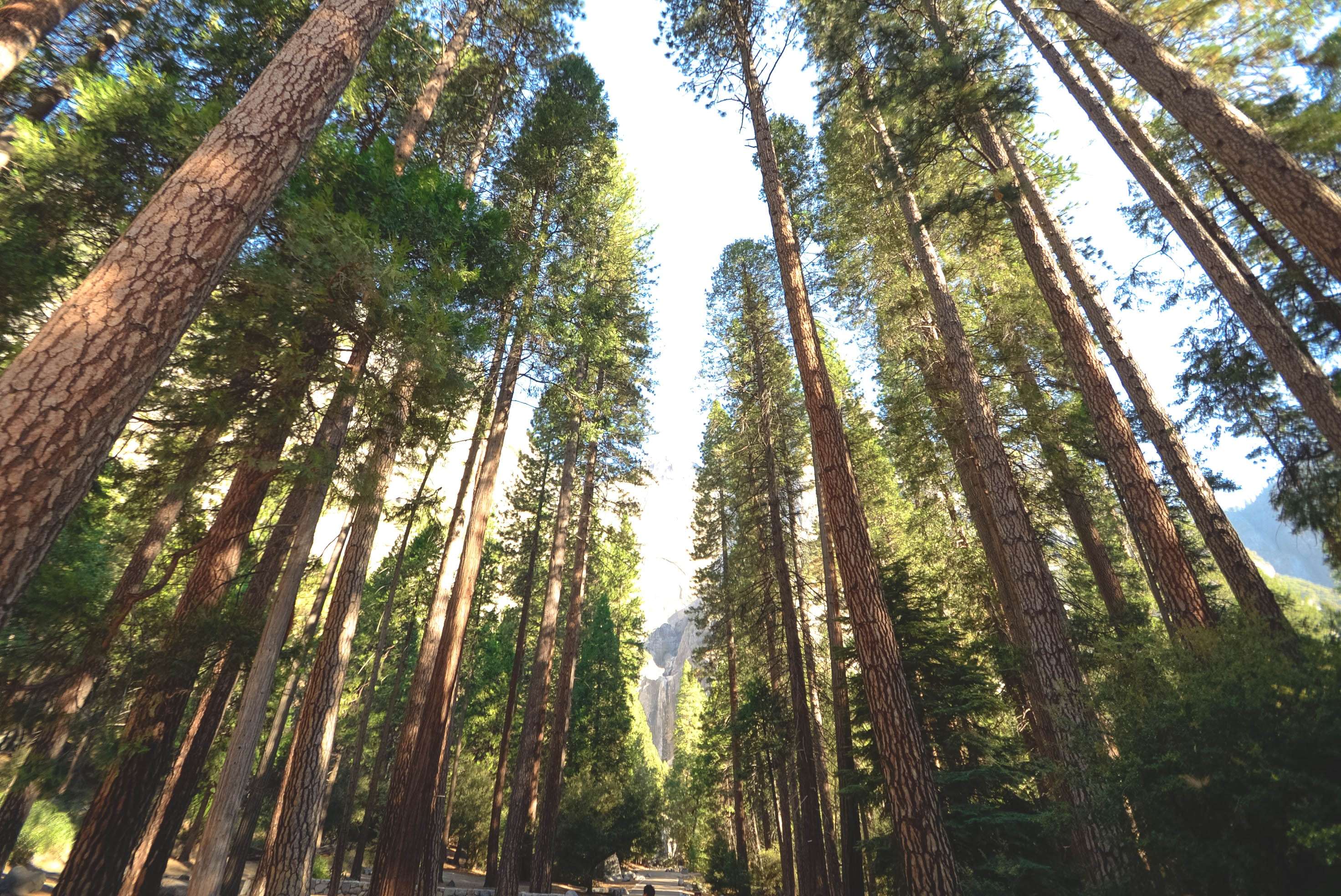 Forêt en Australie