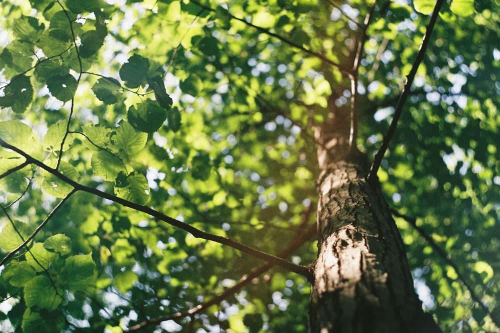 Photo d'un arbre