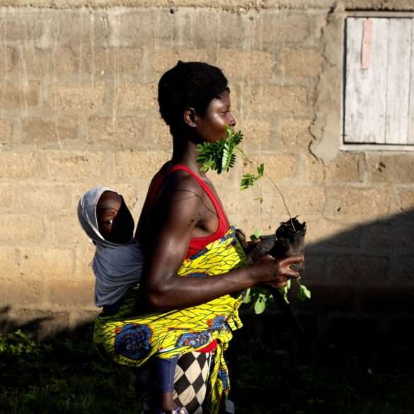 In togo, families plant fertility trees thanks to the Yves Rocher Foundation