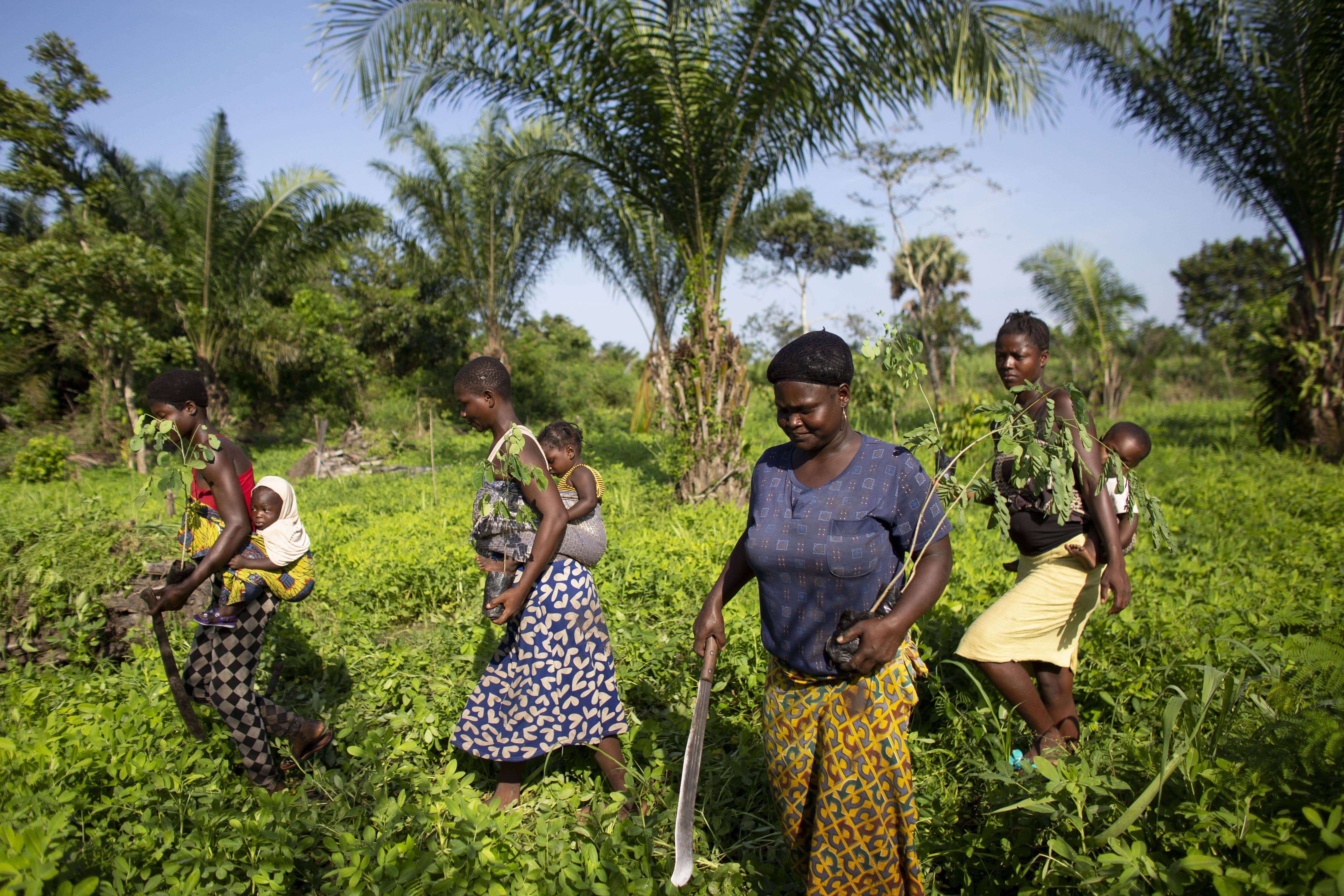 This family in Agotimé Koumassi is supported by the APAF and the Yves Rocher Foundation. Ami and his three daughters plant fertilising trees in a corn field. Around twenty of these trees are needed per hectare to generate nutrient-rich soil.