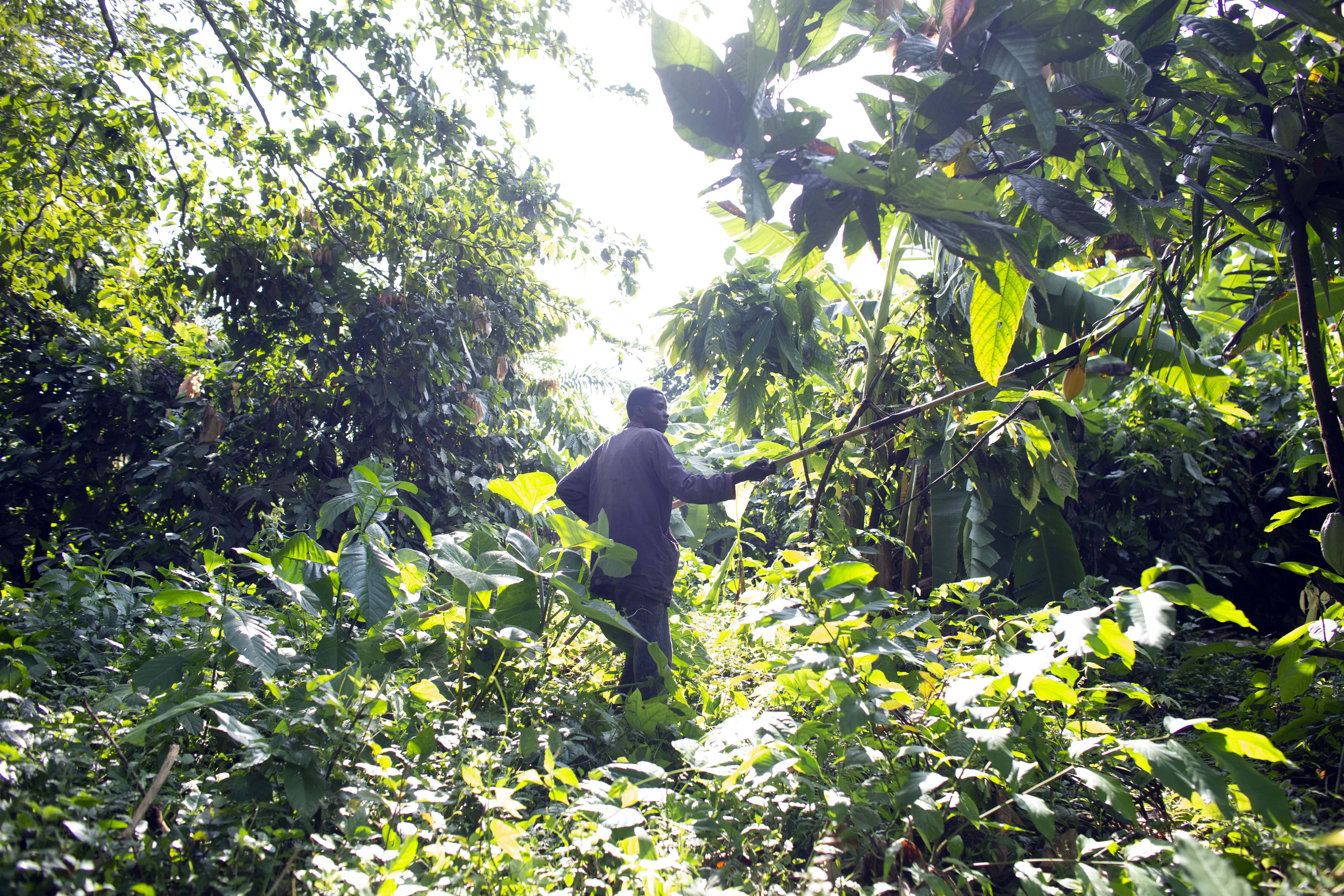 Agro-forestry combining organic farming and soil and land optimisation is gradually gaining traction thanks to work carried out by the APAF, helping to regenerate the country’s forests. Amid the fertilising trees, Kofi reaps the fruits of his labour.