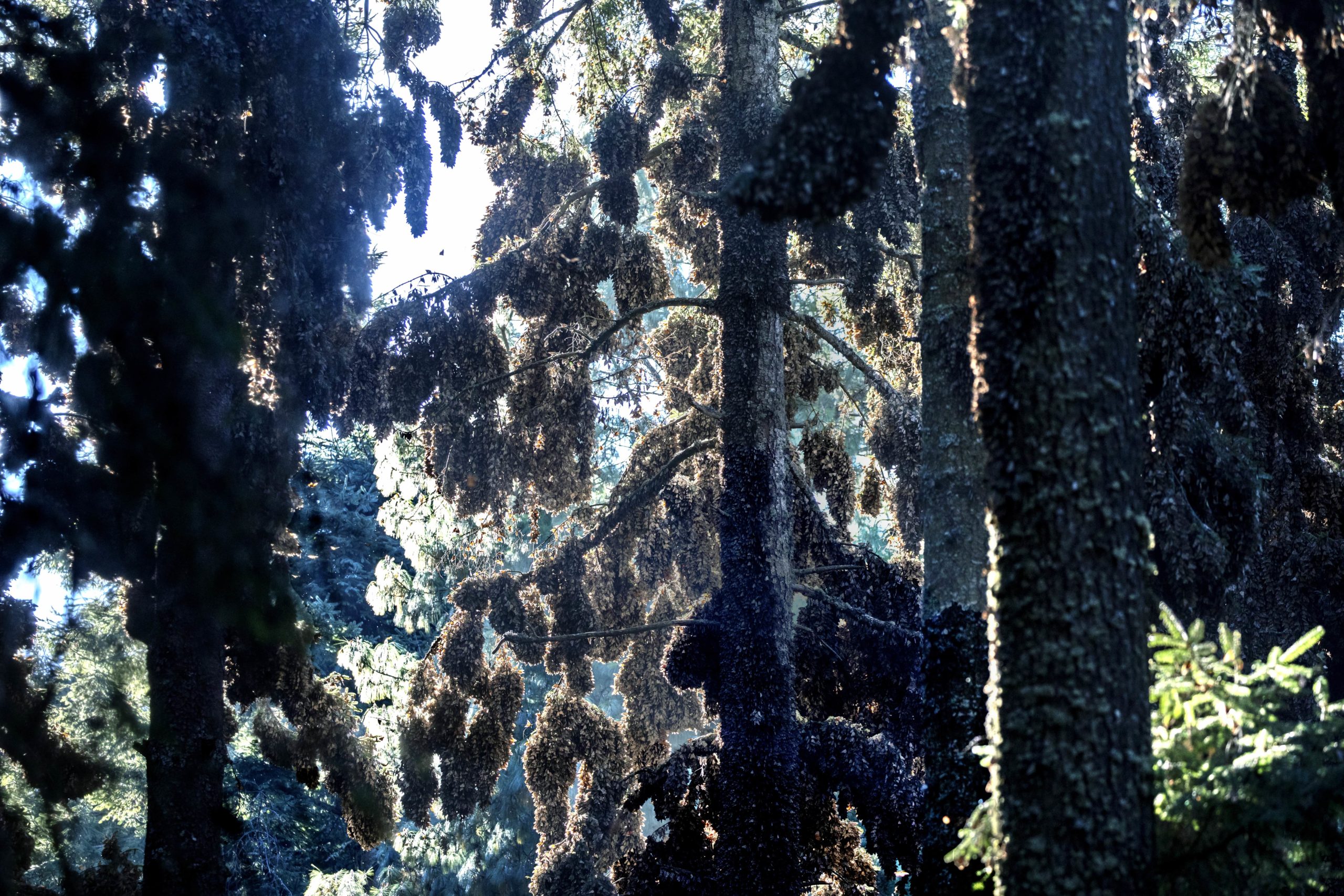The monarchs fold their wings shut as they sleep, huddling together to keep warm in the chill of the high-altitude forests in Zitácuaro. This is why they appear grey here, rather than the flaming orange and black they are most often associated with. As soon as dawn breaks, the butterflies begin to take flight, fluttering off the branches.