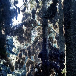 2019 Papillons Monarque Mexique P Maitre 010 min