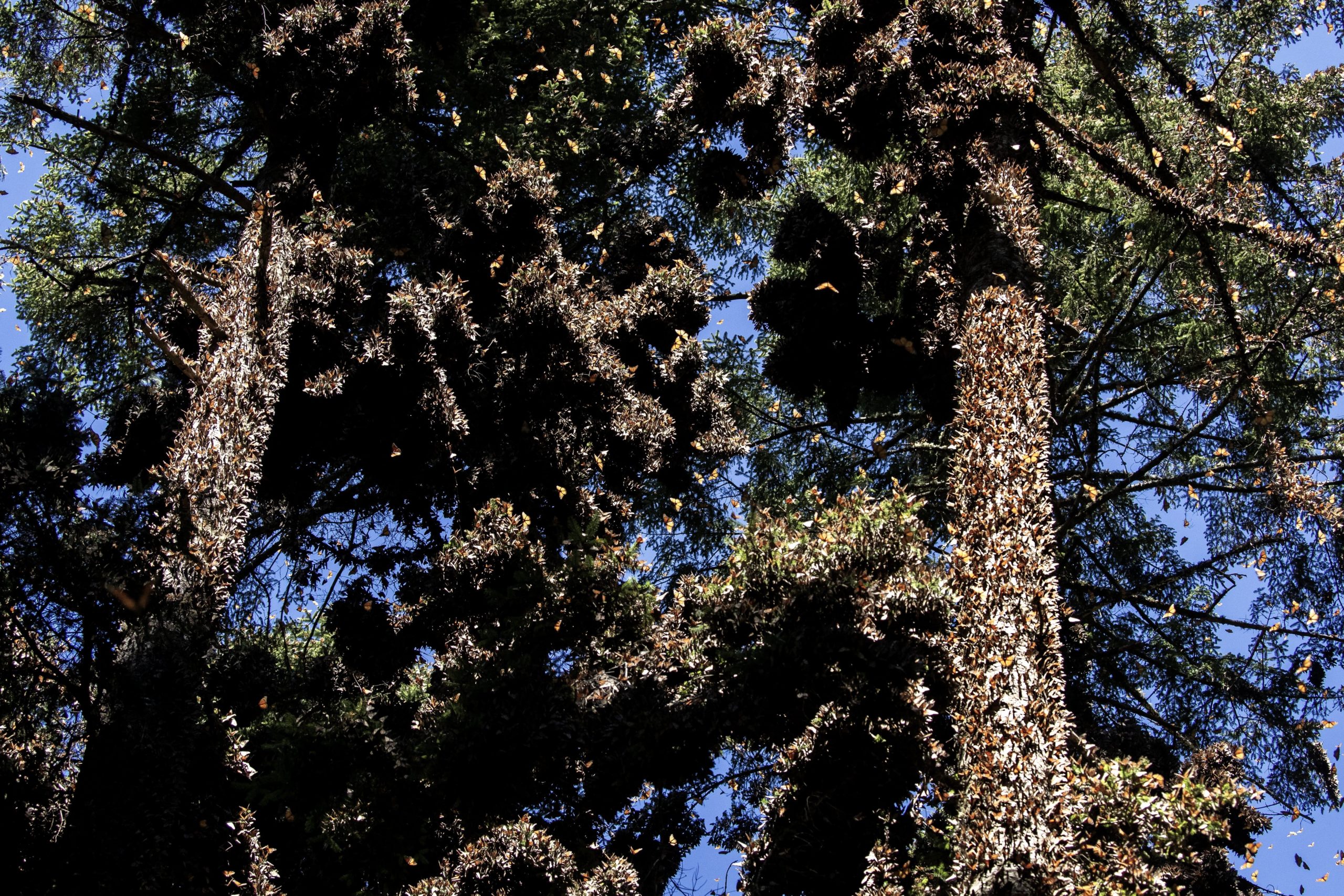 Sacred fir trees and their branches serve as a winter refuge for the monarchs. Mass deforestation swept through the region from the late 1990s to 2008/2009, coupled with a rise in the use of pesticides, which combined to severely reduce the number of butterflies in the area, to the extent that the entire species became endangered. Scientists measure the number of hectares of colonised forestland that exists to assess butterfly population numbers and track changes.