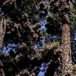 2019 Papillons Monarque Mexique P Maitre 017 1 min scaled opt