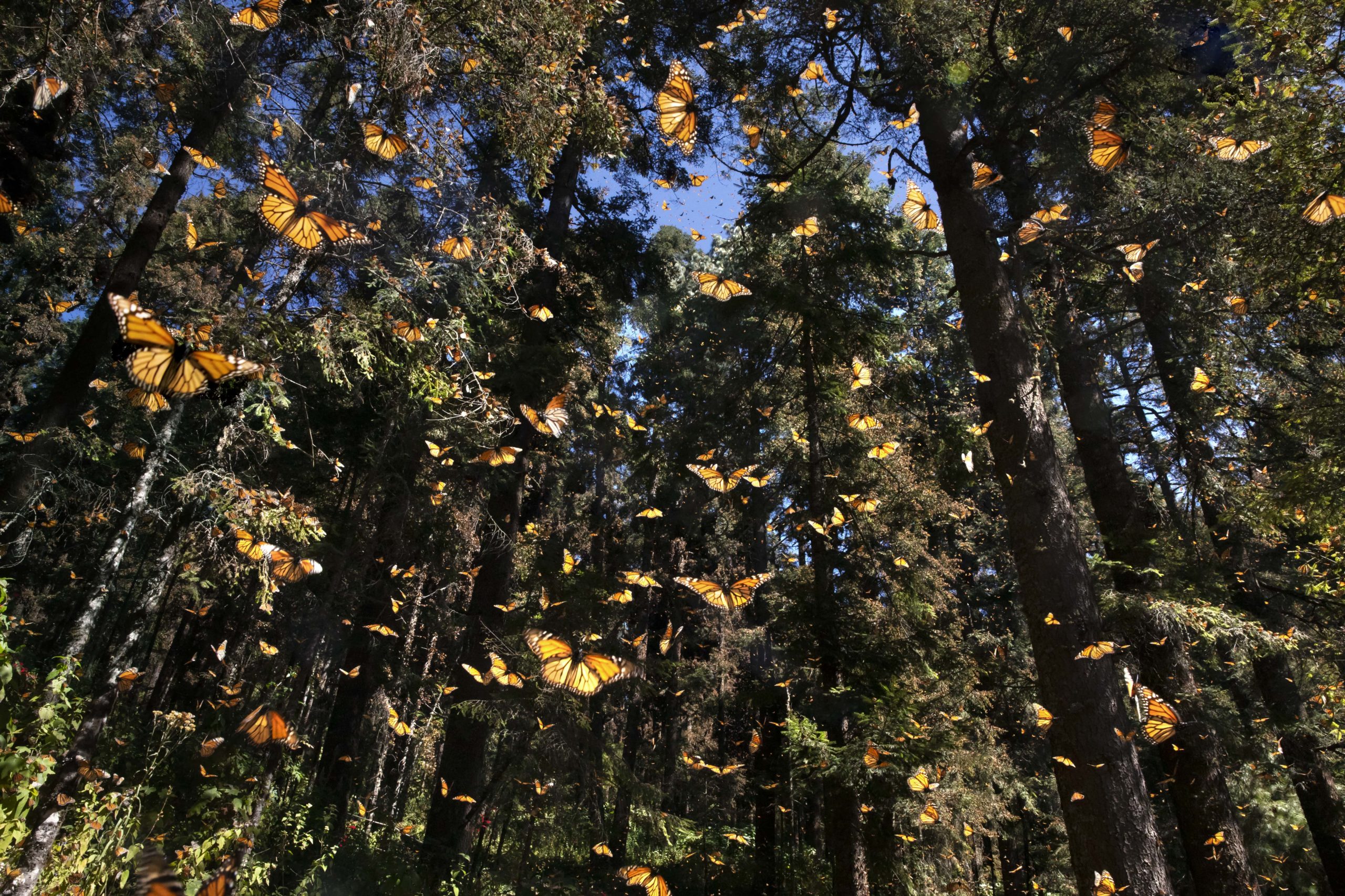 When the sun is at its apex, the forest springs to life. Grey, frozen stalagmites transform into hives of activity, as swarms of butterflies flutter wherever you care to look.