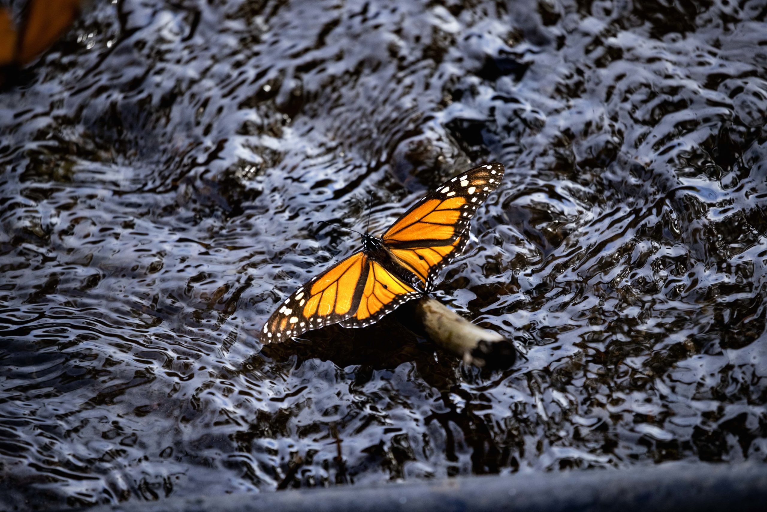 The butterflies briefly leave their sanctuary during the daytime to drink from one of the many surrounding rivers. The monarch’s diet consists solely of milkweed, of which 140 species have been recorded.