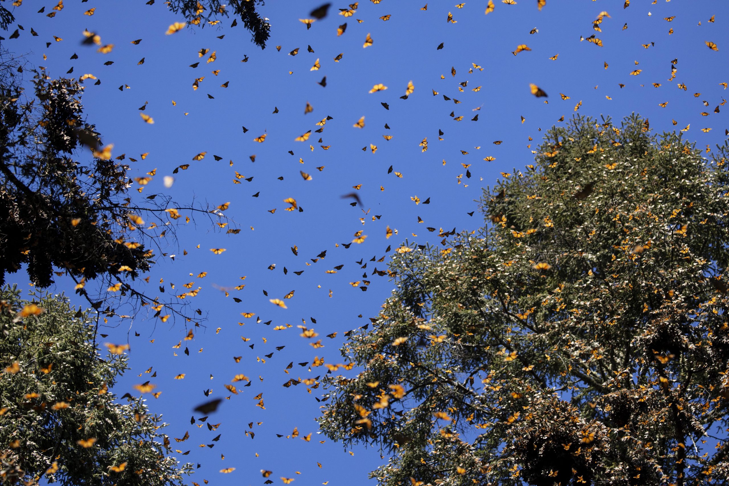 With its striking orange wings, the monarch butterfly is no camouflage expert. Instead, it sends out a completely different message to its predators: it is toxic. Its orange wings stem from the colour of the toxins the butterflies carry within them to ward off predators.