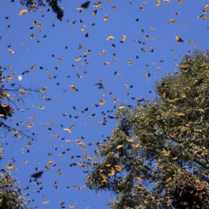 2019 Papillons Monarque Mexique P Maitre 048 min scaled opt