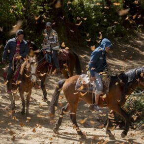 2019 Papillons Monarque Mexique P Maitre 053 min scaled opt