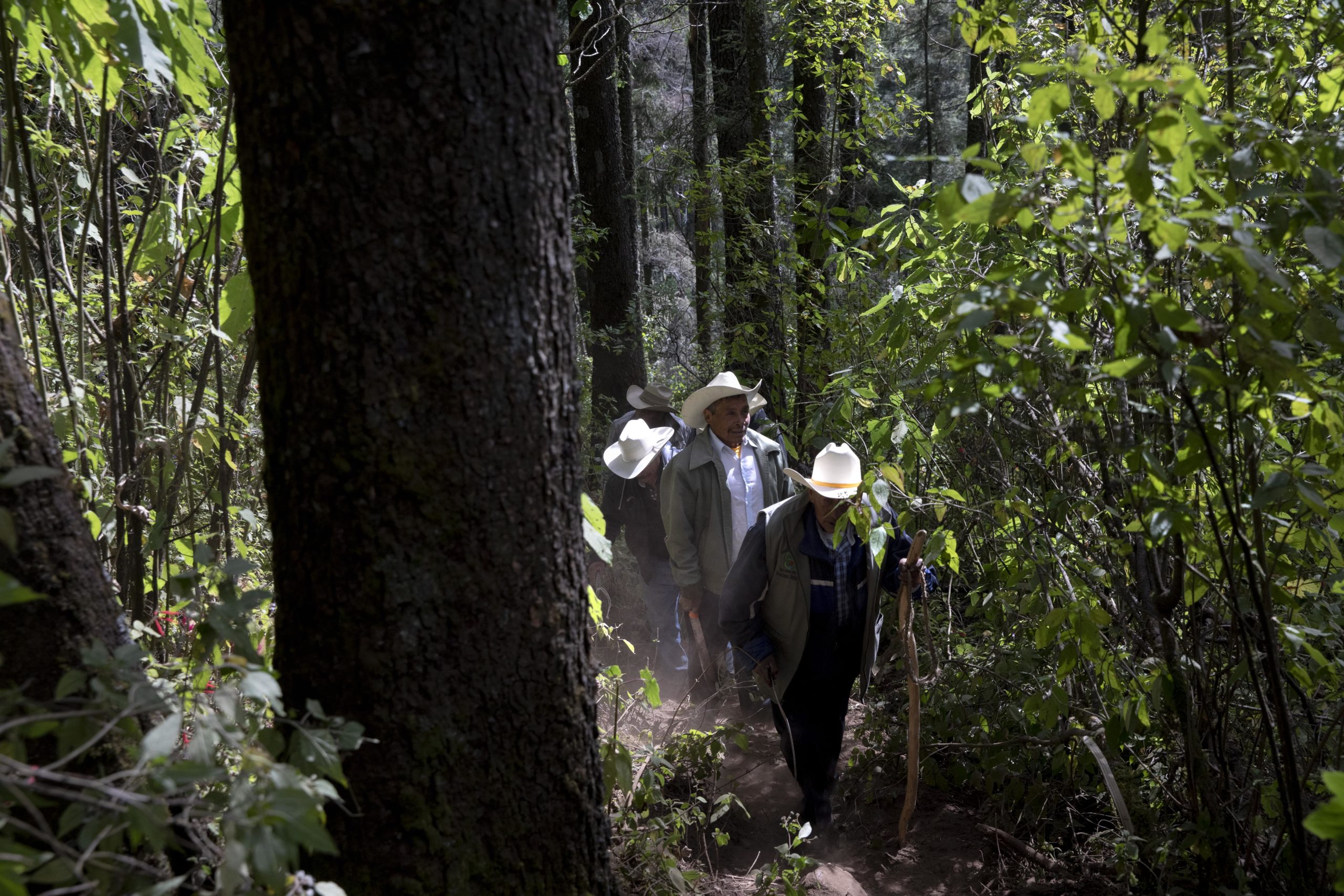 Forest rangers recruited from the local community are mandated by a vigilance council to conduct regular patrols of the sacred fir forests. They record any illegal logging and monitor the trees replanted by the WWF and the Yves Rocher Foundation.