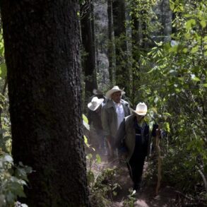 2019 Papillons Monarque Mexique P Maitre 070 min scaled opt