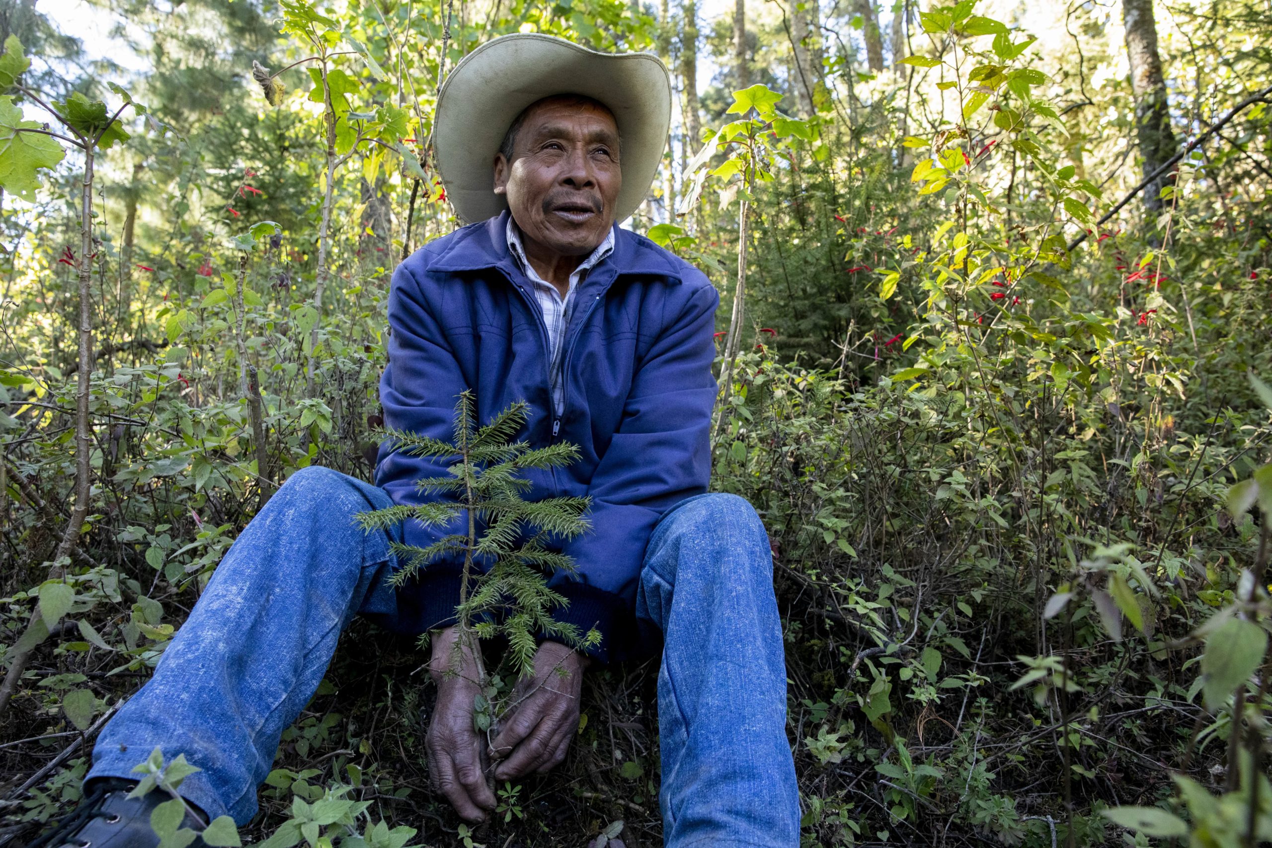 Thanks to the authorities, pooled efforts by organisations such as WWF Mexico and the Yves Rocher Foundation, and most importantly of all local communities involved in protecting the nature reserve, deforestation plummeted by 57% in 2018.