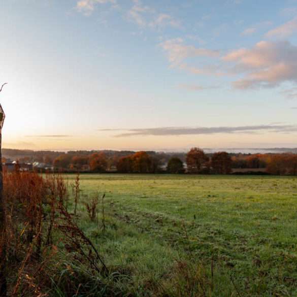 Rural hedgerows