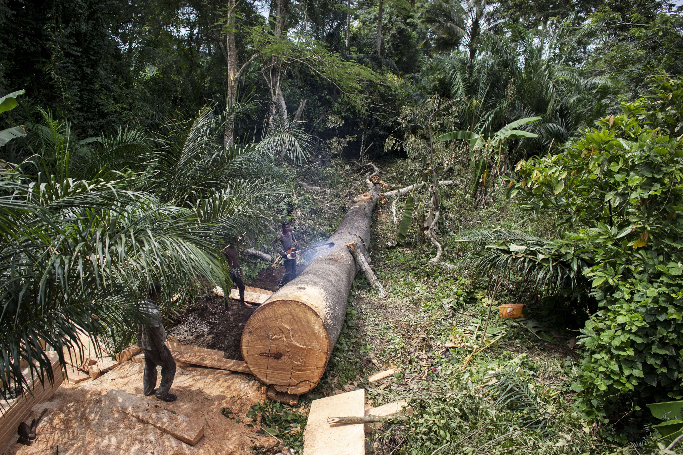 Slash-and-burn techniques, bush fires and illegal logging within the forest itself are common practices among the farmers who contribute to deforestation and the degradation and depletion of the natural habitat.
