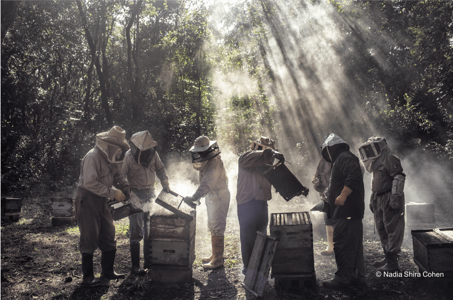 Bee-keepers, led by Russel Armin Balan, tend to their hives in Tinúm, Yucatán, Mexico.