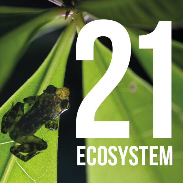 21 ecosystem - 30 years Foudation