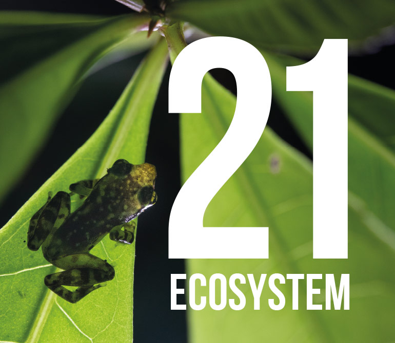 21 ecosystem - 30 years Foudation