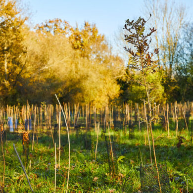 Reforestation durable pour préserver la biodiversité