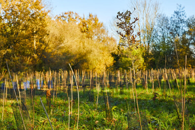 Reforestation durable pour préserver la biodiversité