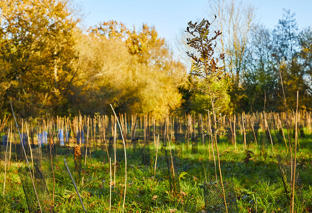 Reforestation durable pour préserver la biodiversité