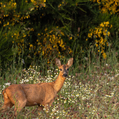 La biodiversité renaît grâce à la reforestation - ©Emmanuel Berthier