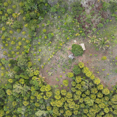 Plantation d’arbres dans le cadre du programme PlantForLife pour soutenir la reforestation