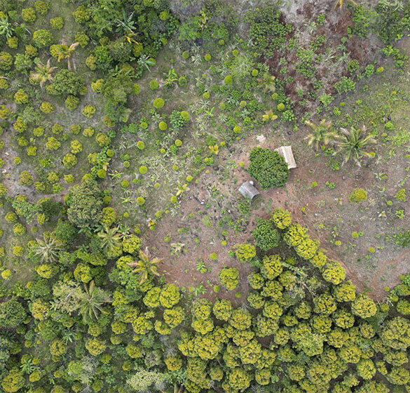 Plantation d’arbres dans le cadre du programme PlantForLife pour soutenir la reforestation