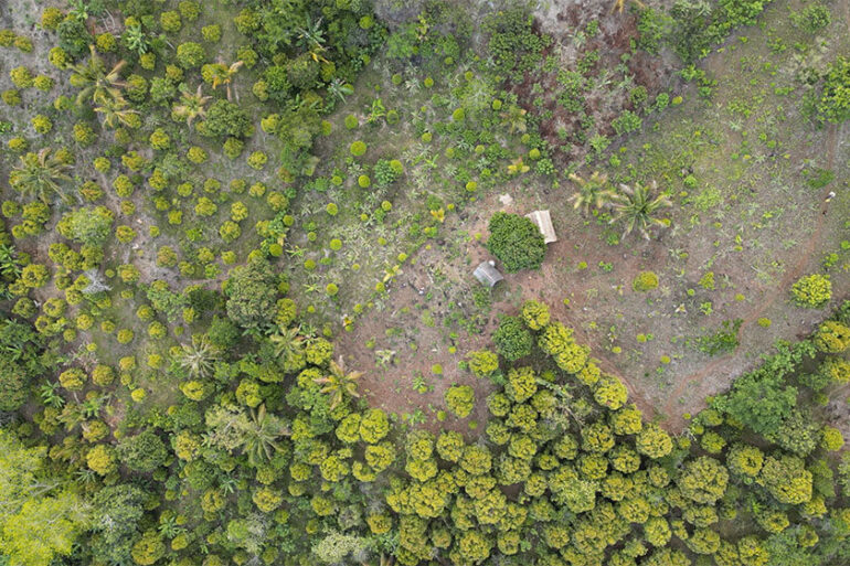 Plantation d’arbres dans le cadre du programme PlantForLife pour soutenir la reforestation