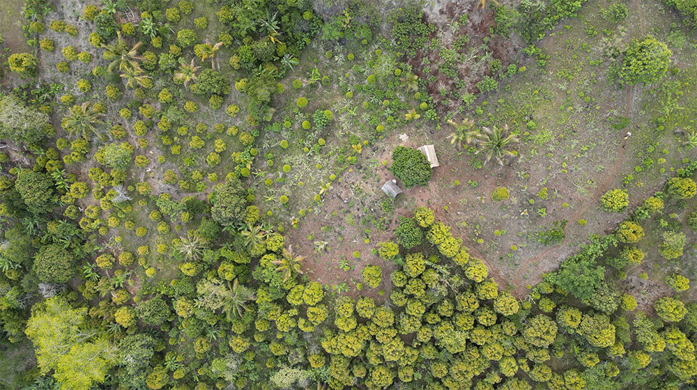 Plantation d’arbres dans le cadre du programme PlantForLife pour soutenir la reforestation