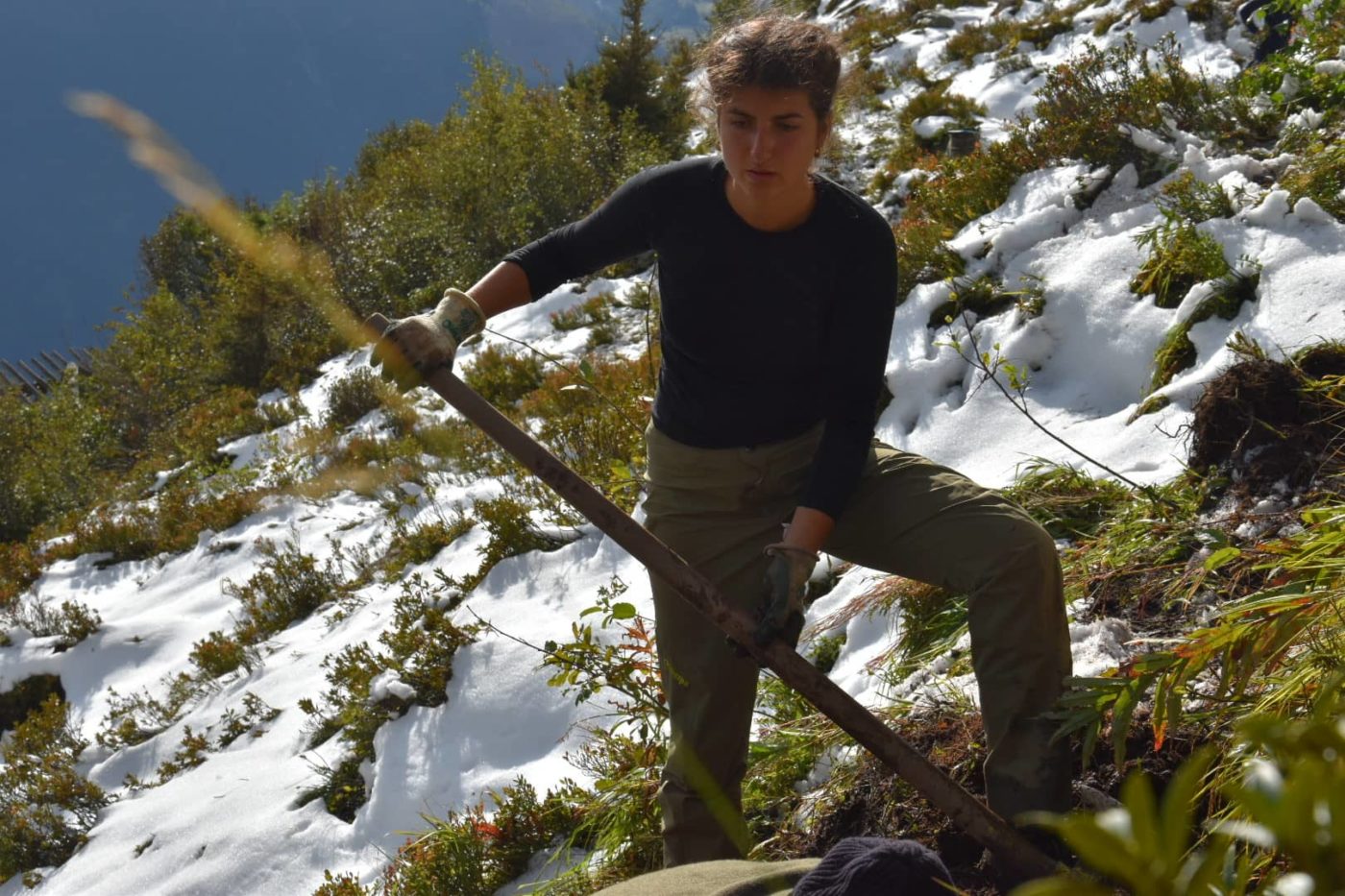 reforestation en foret de montagne suisse