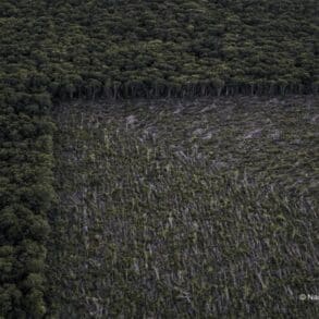 Déforestation NSC C Diaporama