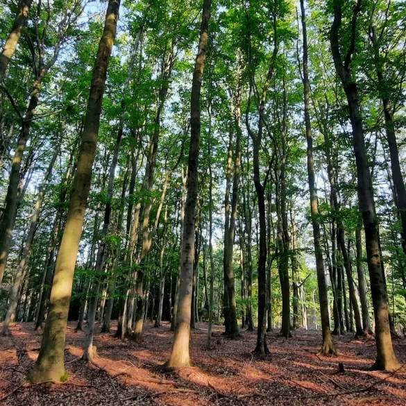 Forêt Tchéquie - plantation Fondation Yves Rocher