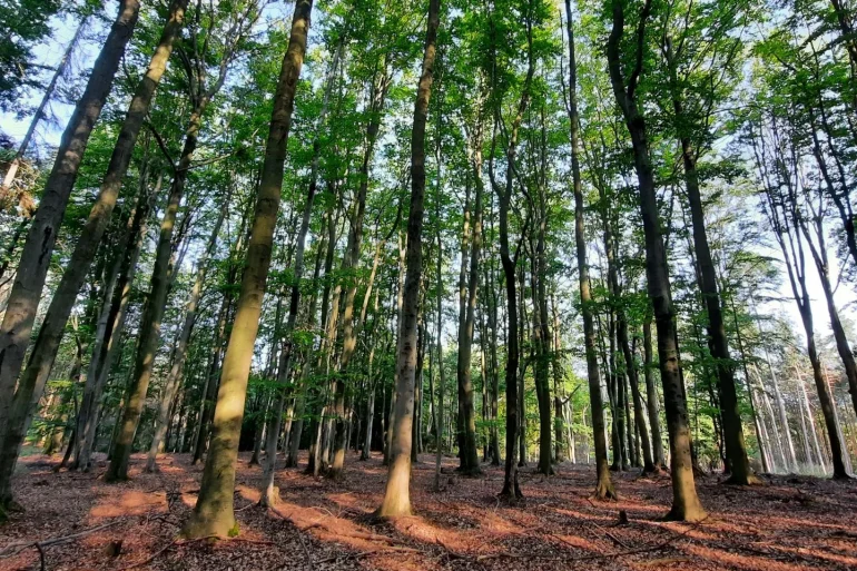 Forêt Tchéquie - plantation Fondation Yves Rocher