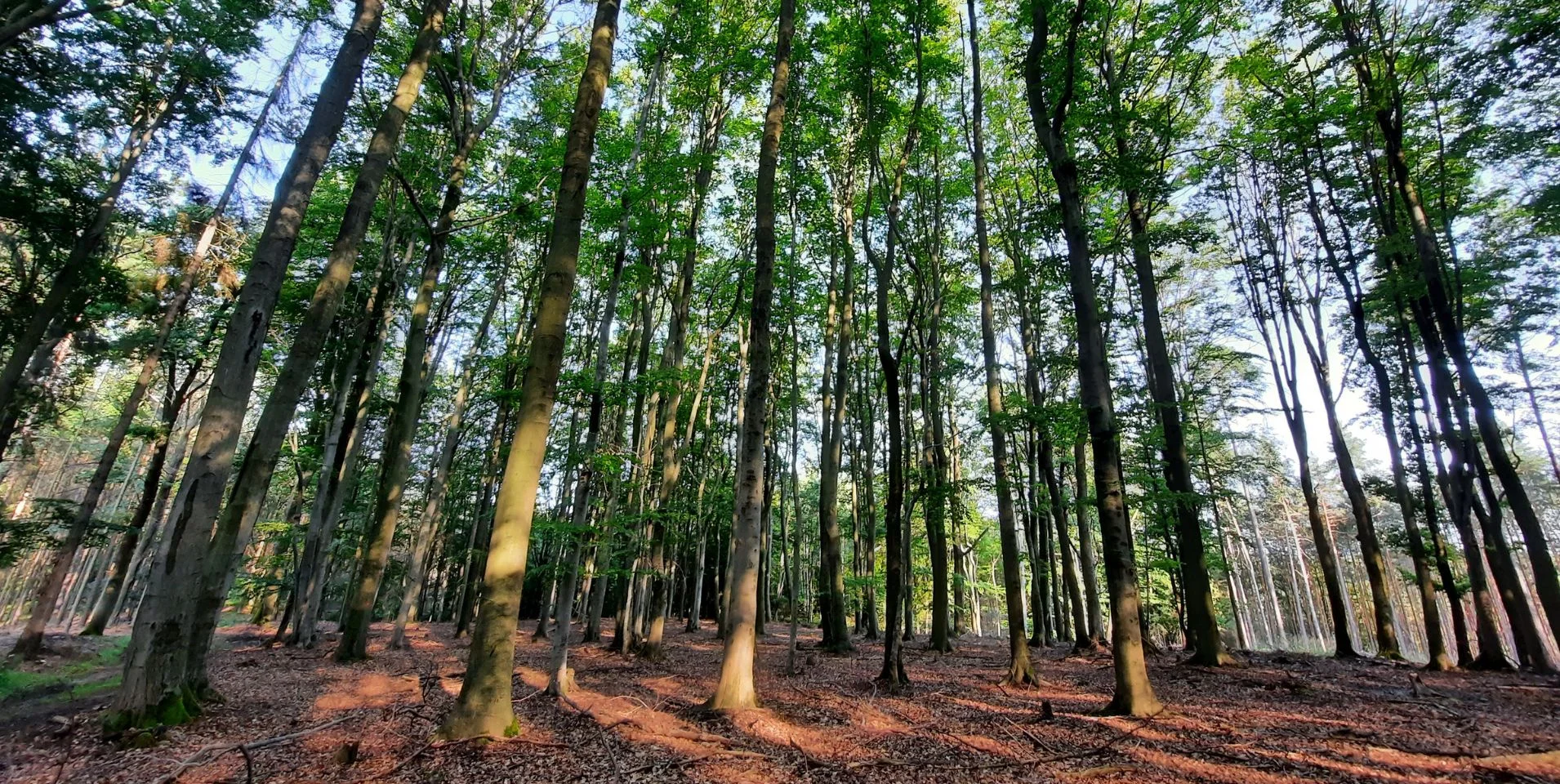 Forêt Tchéquie - plantation Fondation Yves Rocher