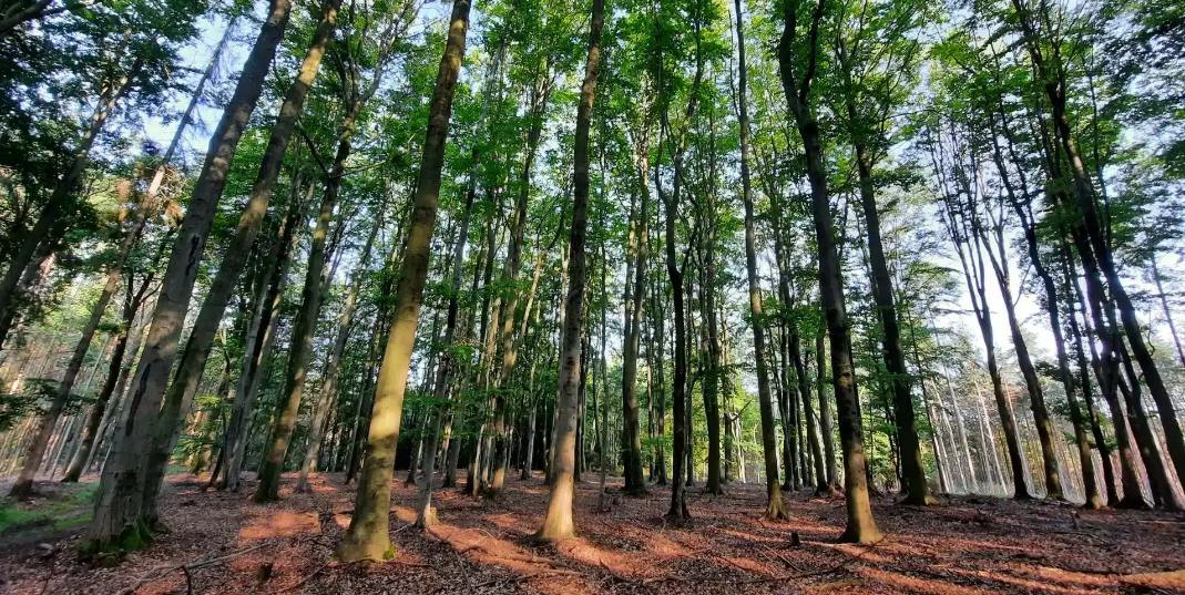 Foret Tchequie FYR opt (1)