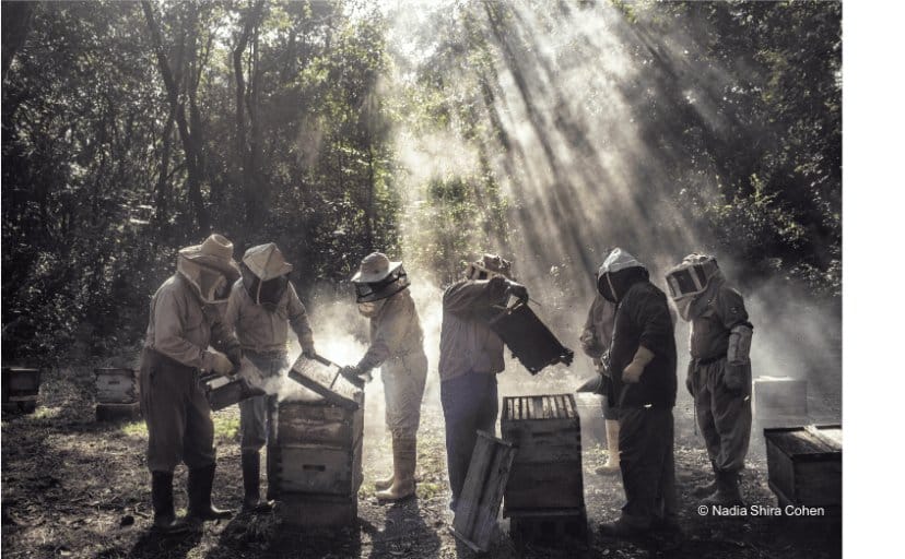 Bee-keepers, led by Russel Armin Balan, tend to their hives in Tinúm, Yucatán, Mexico.