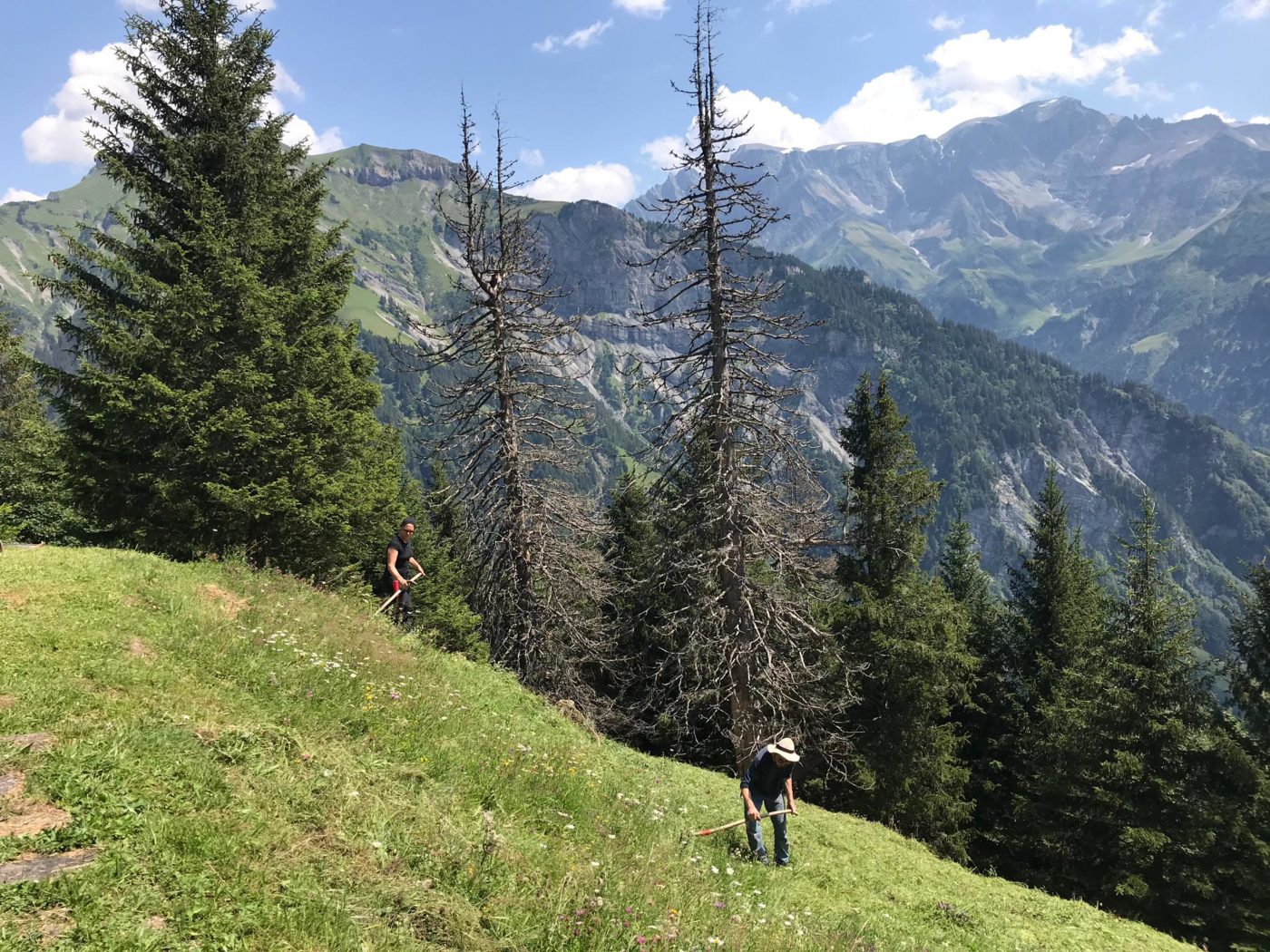 promouvoir la régénération forestière en suisse