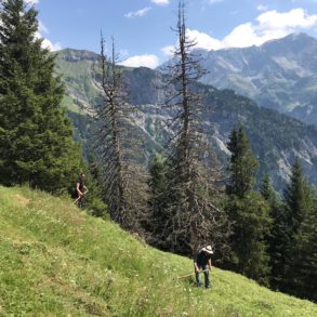 promouvoir la régénération forestière en suisse