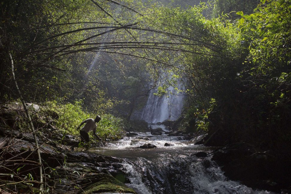 L’agroforesterie, combinant agriculture biologique et optimisation des sols, s’impose peu à peu grâce au travail de l’APAF et favorise la restauration de l’environnement forestier. Autour des arbres fertilitaires, Kofi récolte ici les fruits de son travail.